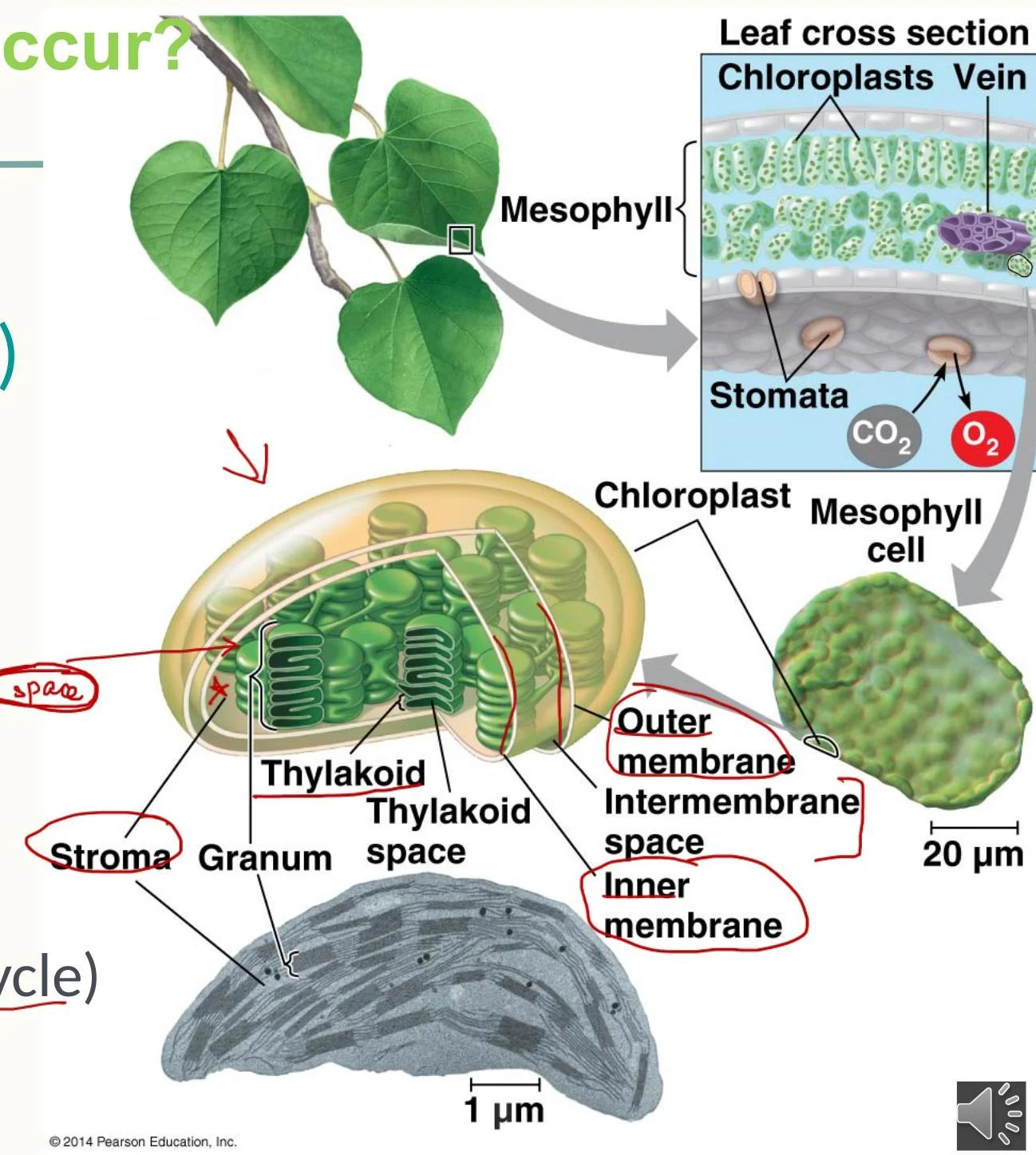 Diagram illustrating the structure of a chloroplast within a plant leaf, including its membranes, stroma, and grana, and its role in photosynthesis.
