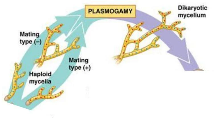 Diagram illustrating the process of plasmogamy in fungi, where haploid hyphae of opposite mating types fuse to form a dikaryotic mycelium.