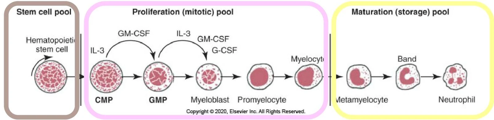 Diagram illustrating the differentiation of hematopoietic stem cells into neutrophils through various intermediate stages: CMP, GMP, myeloblast, promyelocyte, myelocyte, metamyelocyte, and band forms.