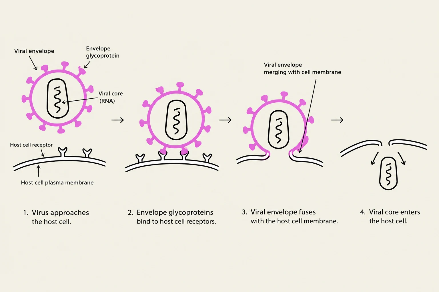 Diagram illustrating the process of a virus entering a host cell, including viral envelope attachment to host cell receptors, fusion of the viral envelope with the cell membrane, and the entry of the viral core.