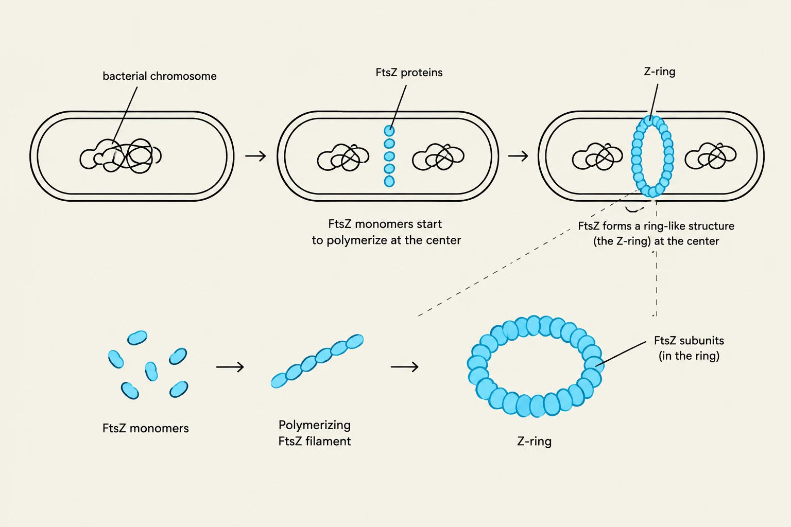 Diagram illustrating the formation of the Z-ring, a crucial structure in bacterial cell division, involving the polymerization of FtsZ proteins.