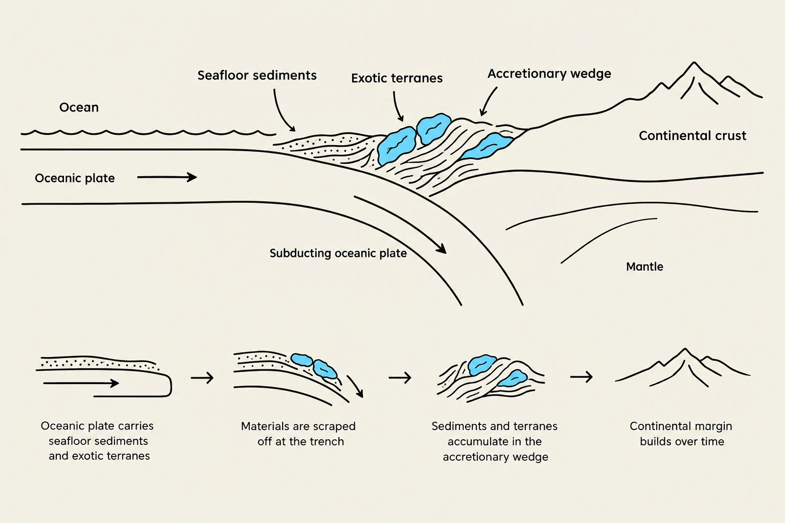 Diagram illustrating the process of subduction and the formation of an accretionary wedge, showing how oceanic plates carry seafloor sediments and exotic terranes which are scraped off at the trench and accumulate to build the continental margin over time.