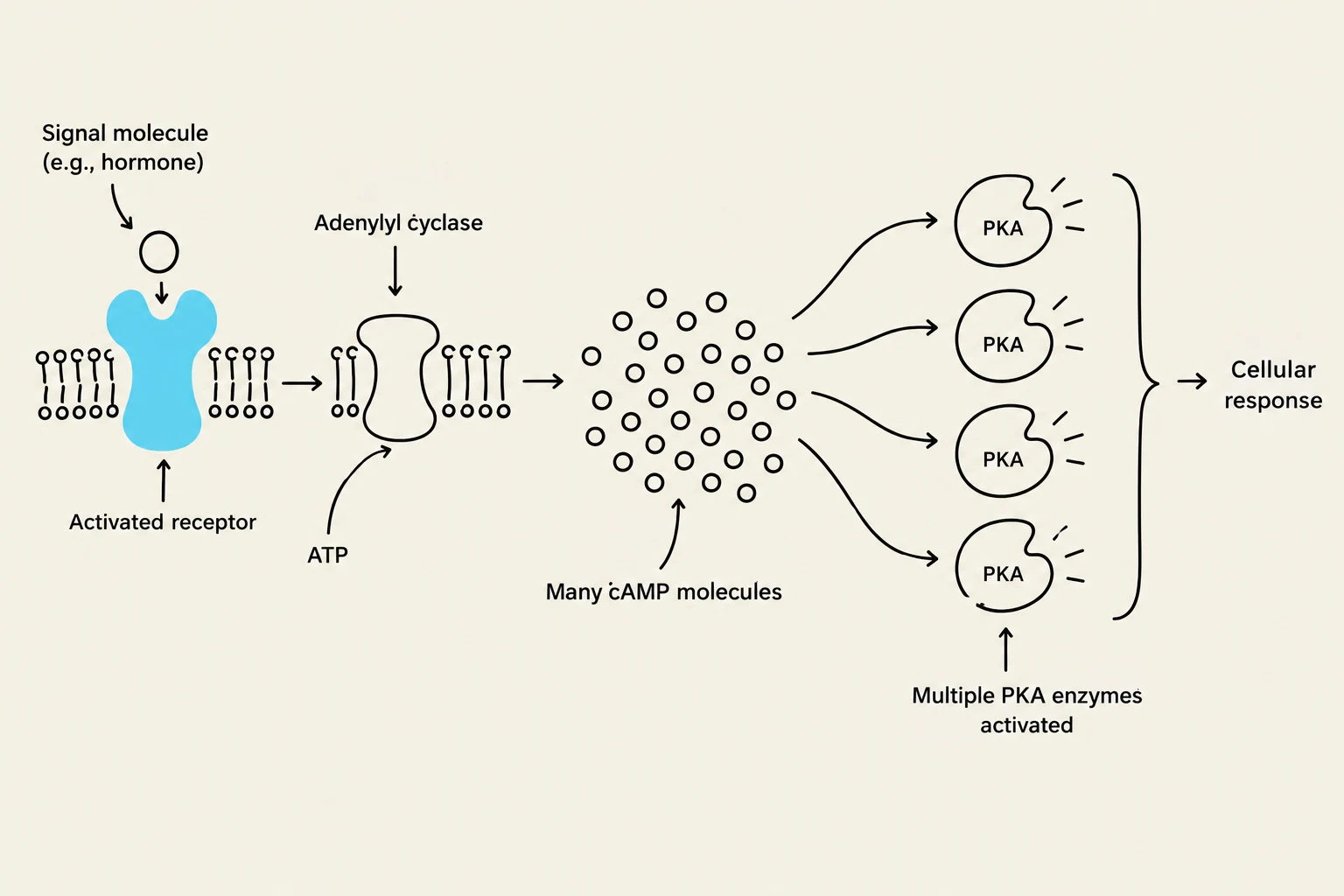 This diagram illustrates a cellular signaling pathway where a signal molecule binds to an activated receptor, leading to the activation of adenylyl cyclase. This enzyme then produces many cAMP molecules, which in turn activate multiple PKA enzymes, ultimately resulting in a cellular response.
