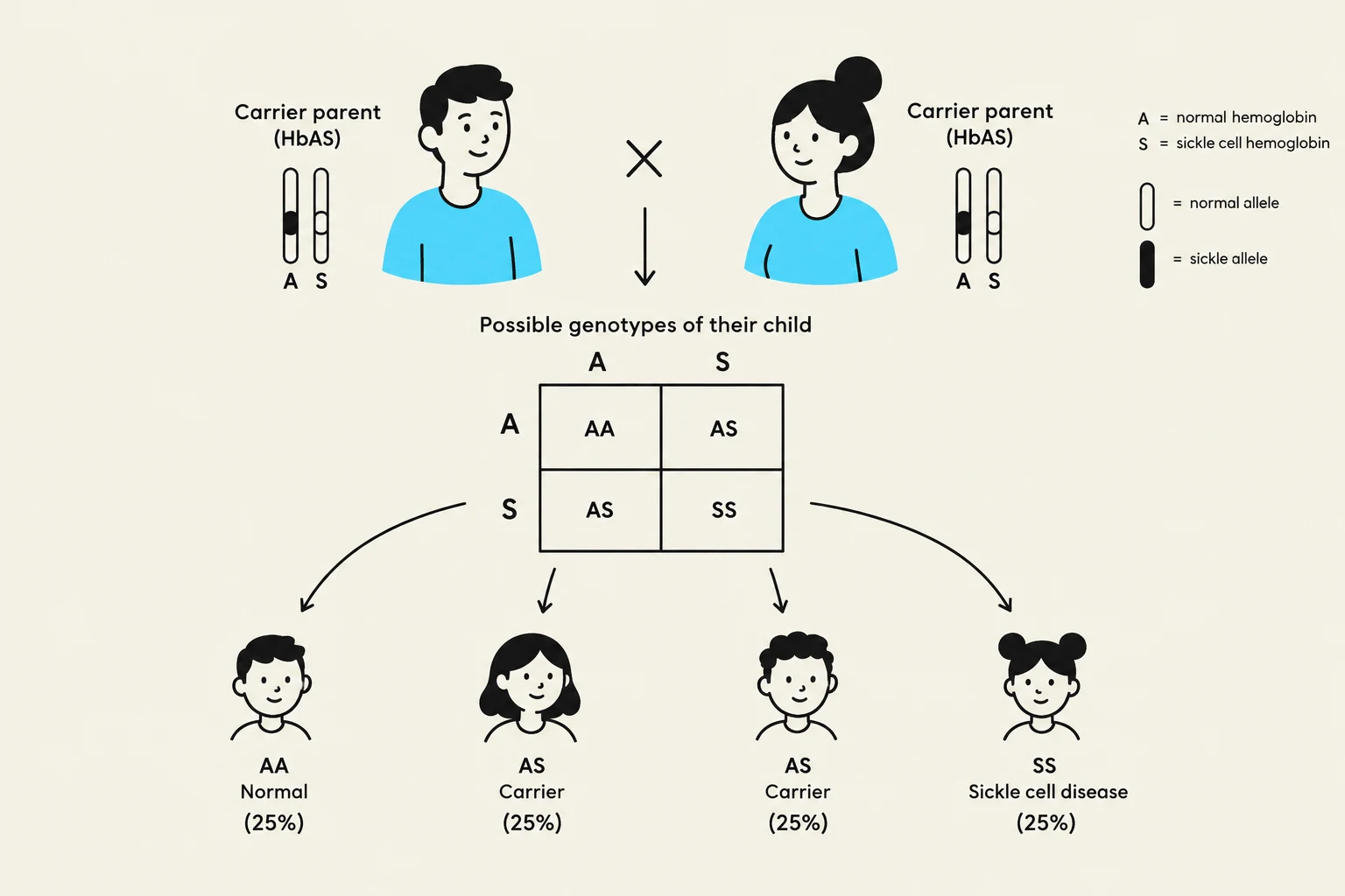This diagram illustrates the inheritance pattern of sickle cell disease. It shows that when two carrier parents (HbAS) have a child, there is a 25% chance the child will have sickle cell disease (SS), a 50% chance they will be a carrier (AS), and a 25% chance they will be normal (AA).