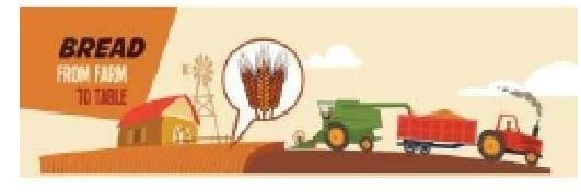 Illustration showing the process of bread production from wheat farming to transportation.