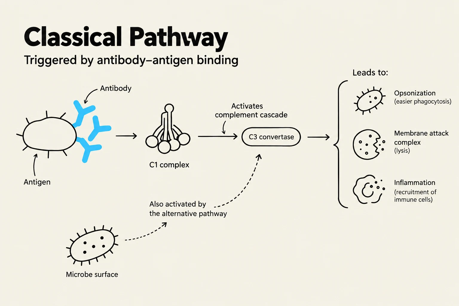 Diagram illustrating the classical pathway of the complement system, triggered by antibody-antigen binding, leading to opsonization, membrane attack complex formation, and inflammation.