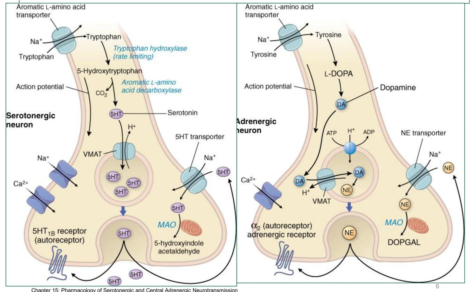 Diagrams illustrating the synthesis and transport of serotonin in a serotonergic neuron and dopamine/norepinephrine in an adrenergic neuron.