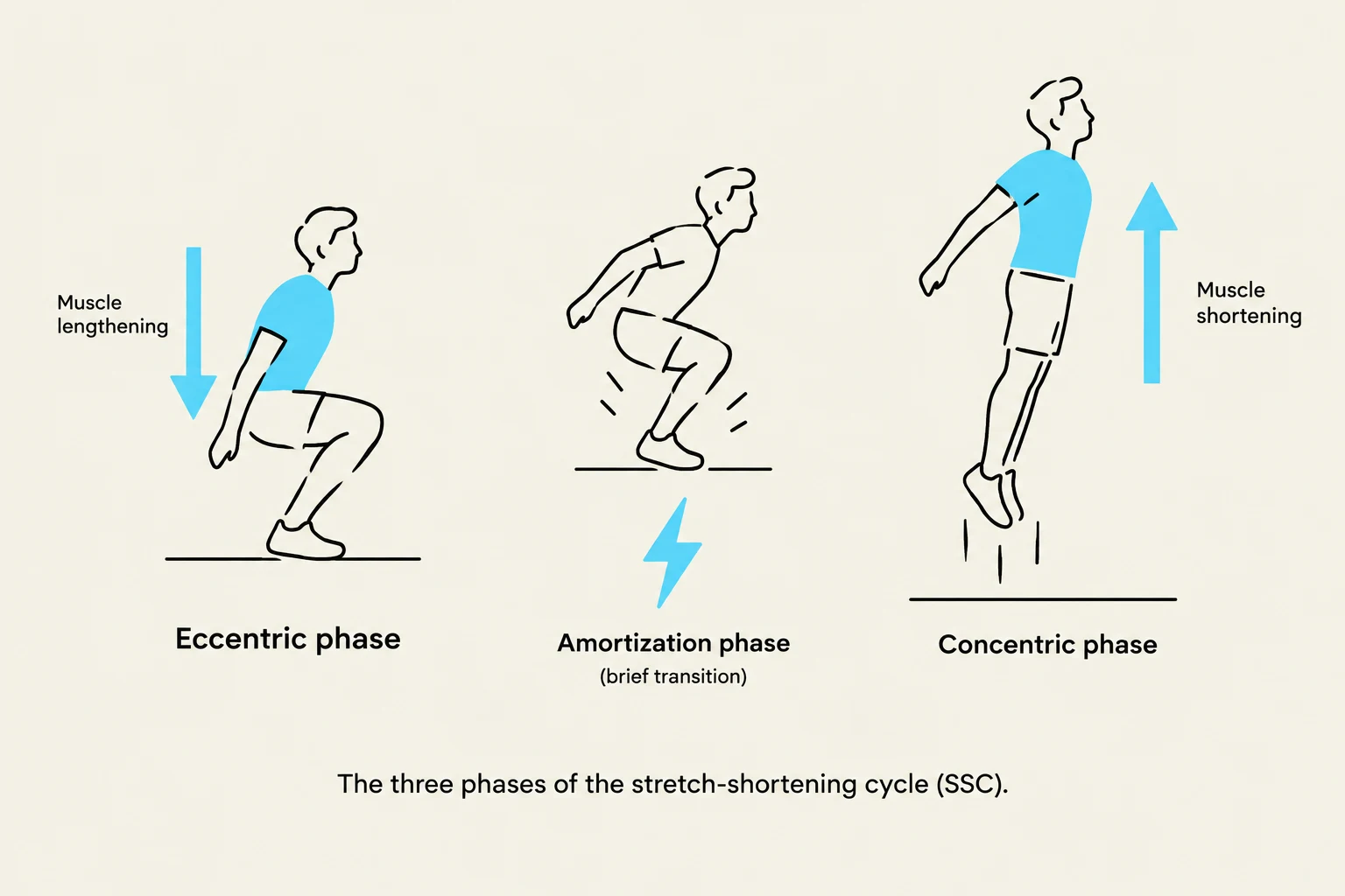 The three phases of the stretch-shortening cycle (SSC) are the eccentric phase (muscle lengthening), amortization phase (brief transition), and concentric phase (muscle shortening).
