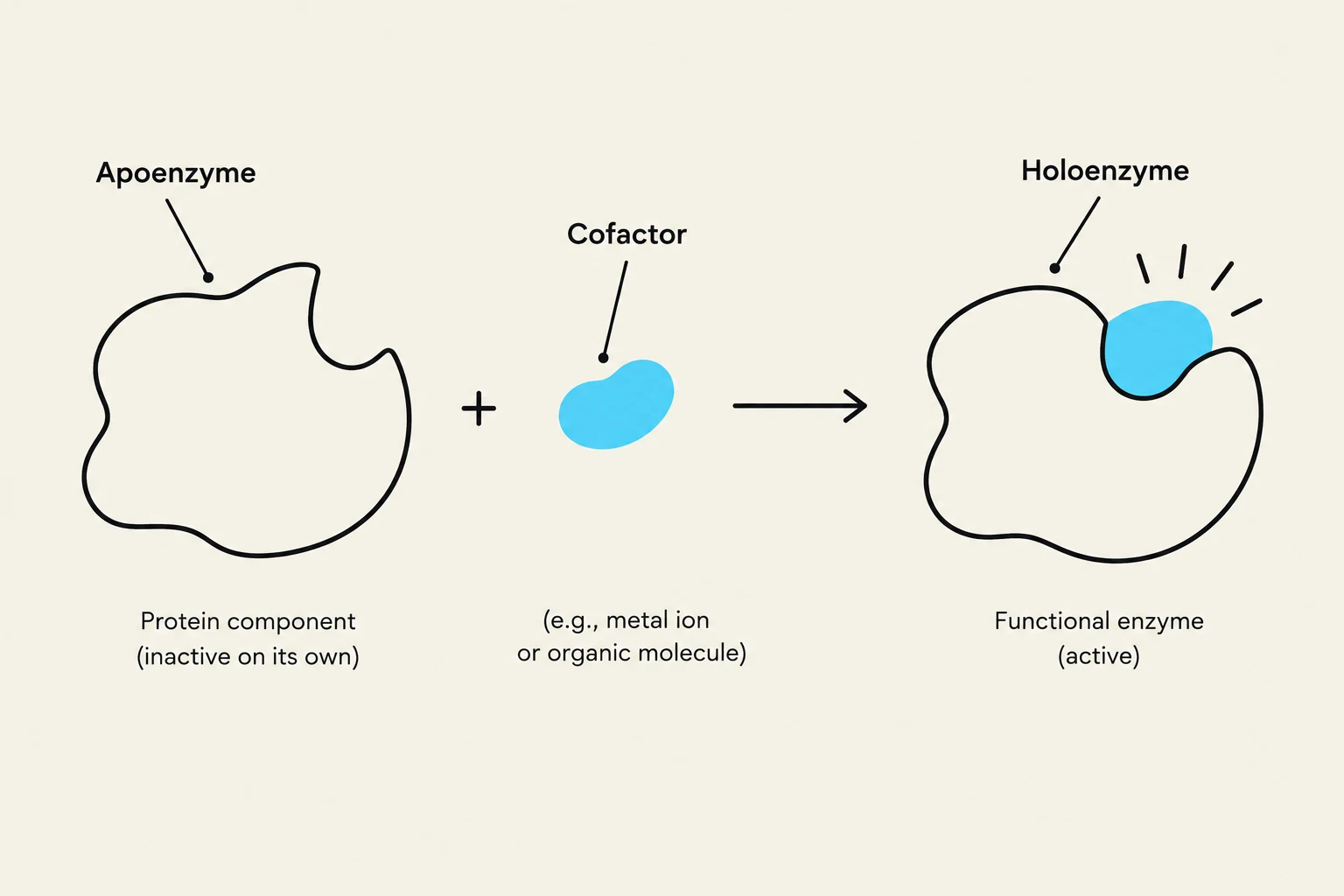 Diagram illustrating the formation of a holoenzyme (active enzyme) from an apoenzyme (inactive protein component) and a cofactor (e.g., metal ion or organic molecule).