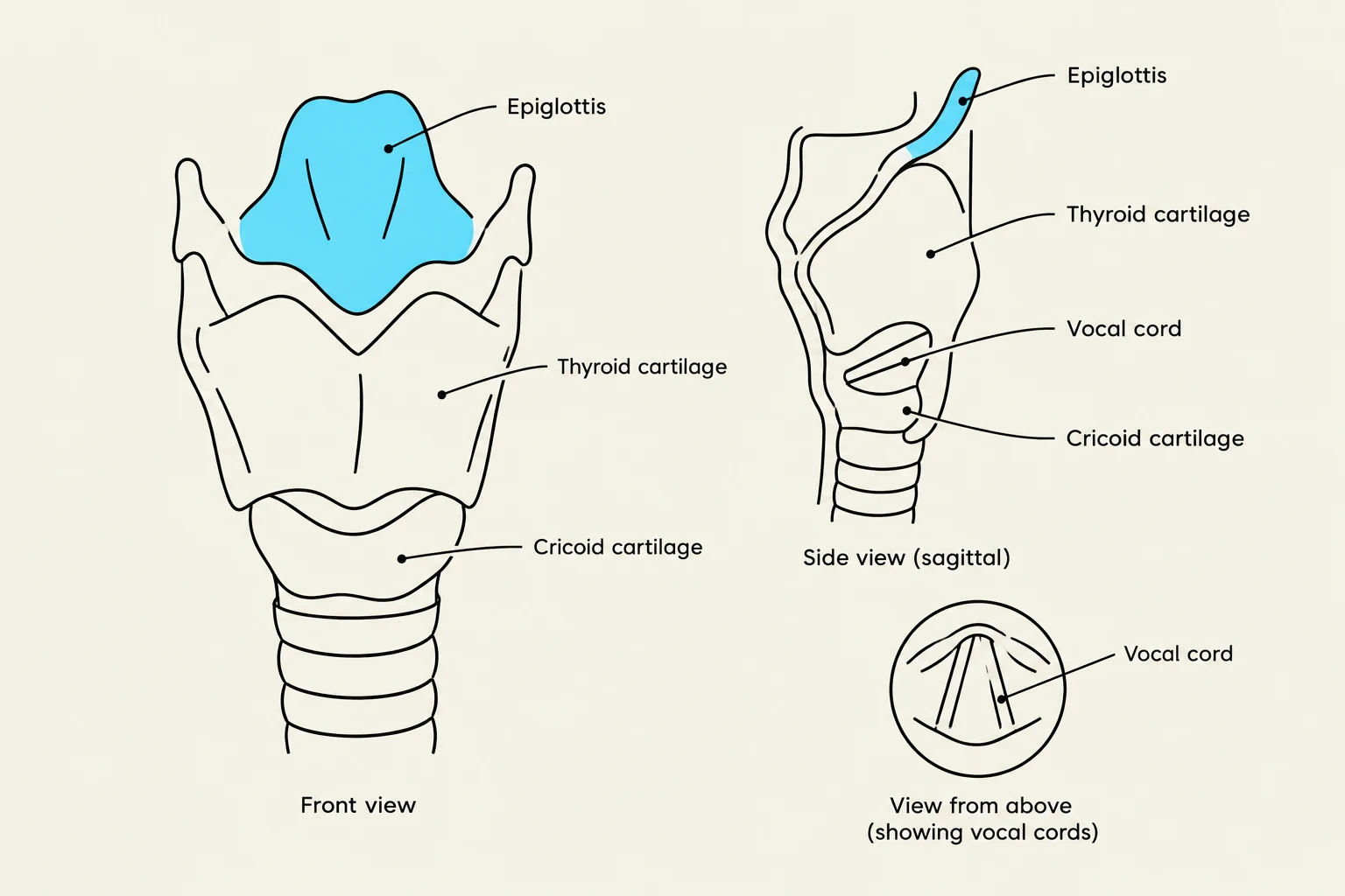 Diagrams illustrating the anatomy of the larynx, including the epiglottis, thyroid cartilage, cricoid cartilage, and vocal cords, shown from the front, side (sagittal), and top views.