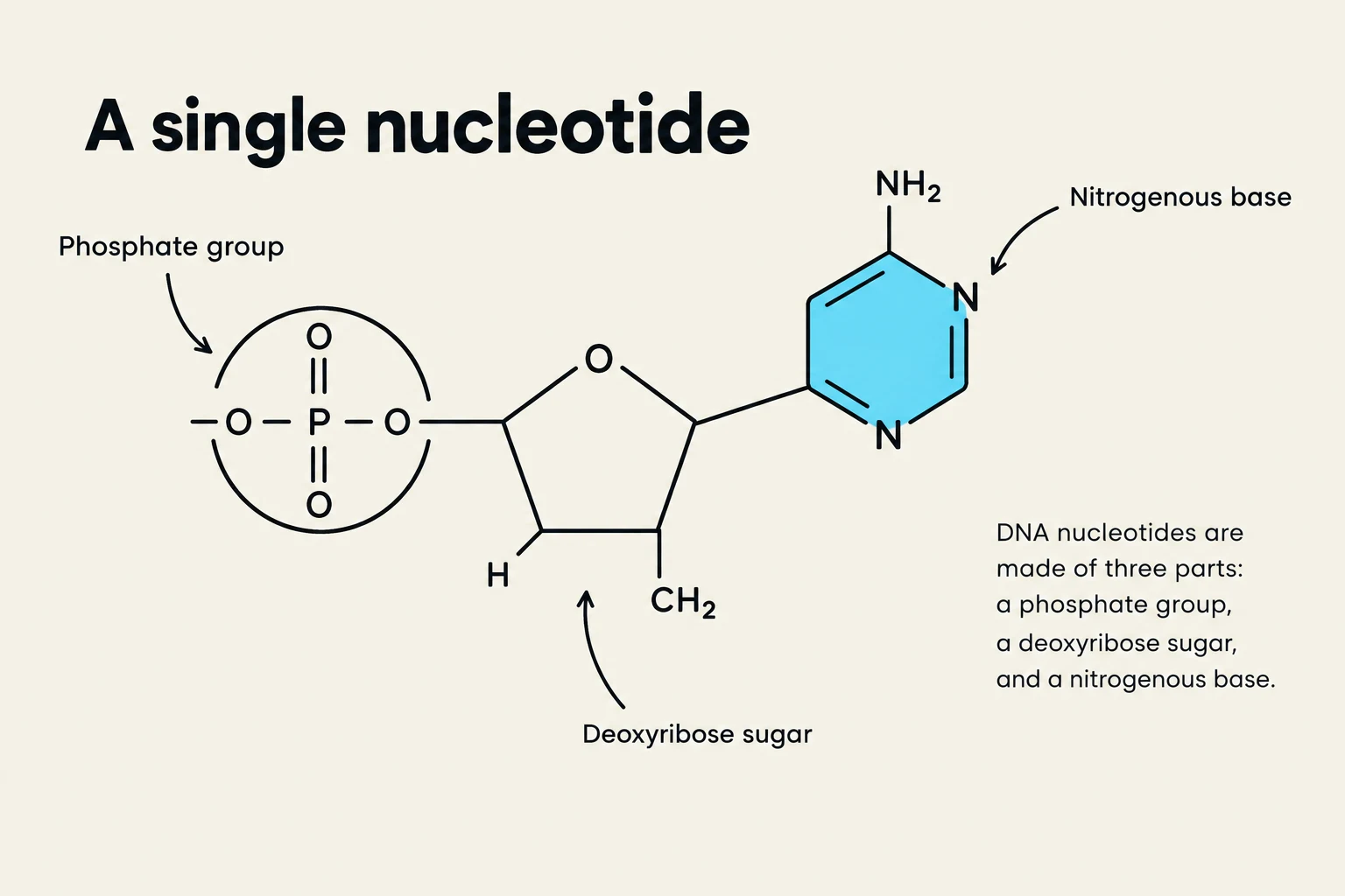 A diagram illustrating the chemical structure of a single nucleotide, composed of a phosphate group, a deoxyribose sugar, and a nitrogenous base.