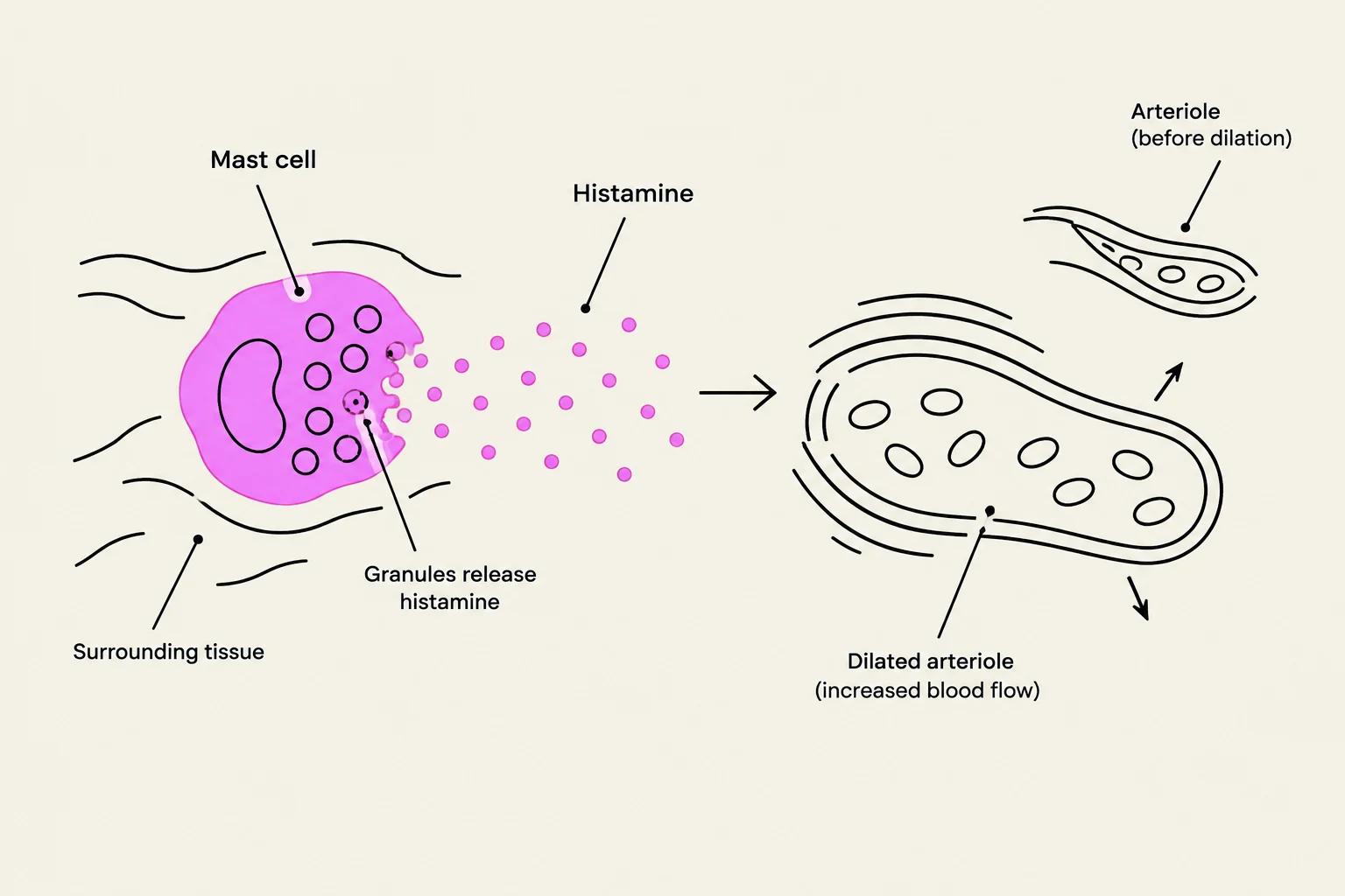 This diagram illustrates the process of histamine release from a mast cell, leading to the dilation of an arteriole and increased blood flow.