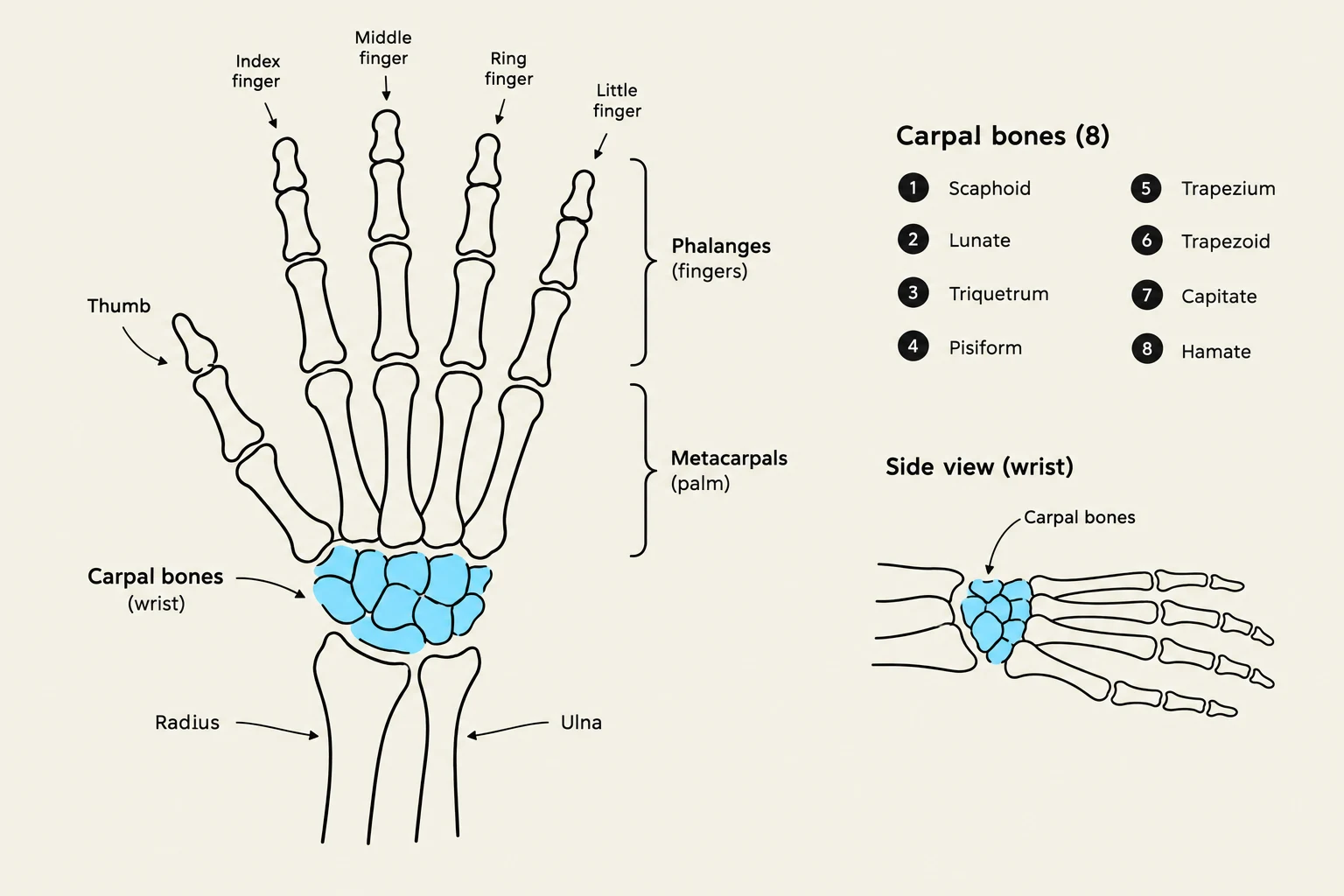 An illustration of the bones of the human hand and wrist, labeling the phalanges, metacarpals, carpal bones, radius, and ulna. The carpal bones are further detailed with a numbered list of their names: Scaphoid, Lunate, Triquetrum, Pisiform, Trapezium, Trapezoid, Capitate, and Hamate. A side view of the wrist bones is also provided.