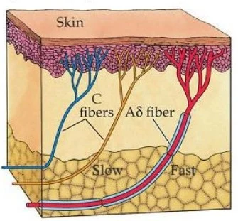 Diagram illustrating different types of nerve fibers (C fibers, Aδ fiber) and their pathways (Slow, Fast) within the skin, showing their connection to blood vessels.