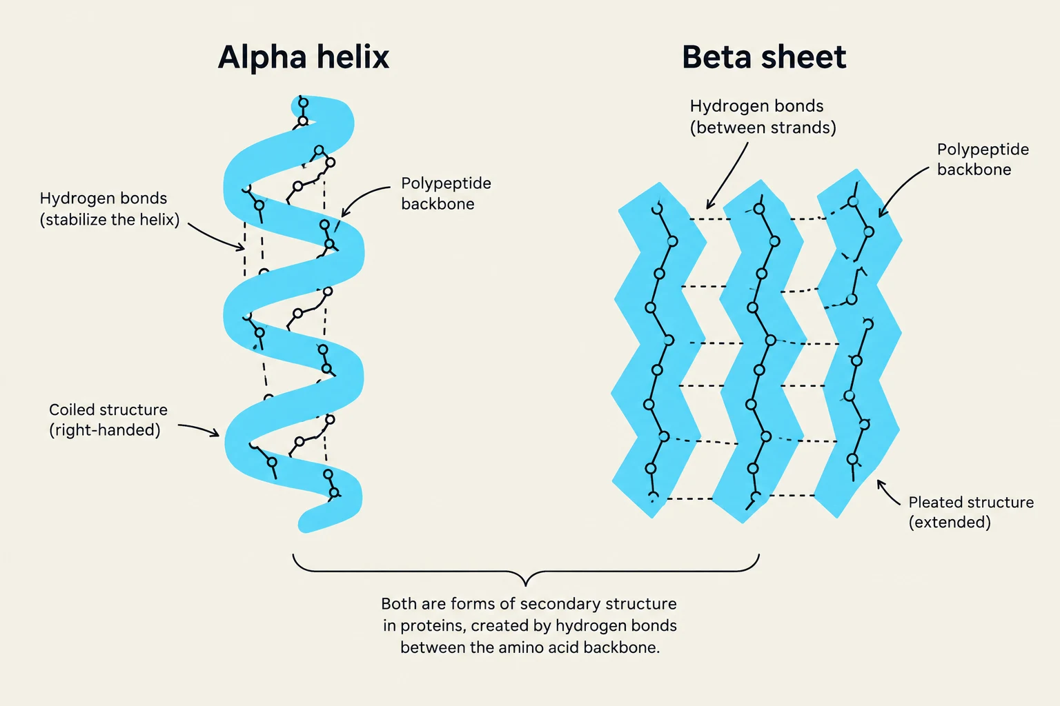 The image illustrates two forms of protein secondary structure: the alpha helix and the beta sheet, both formed by hydrogen bonds between amino acid backbones.