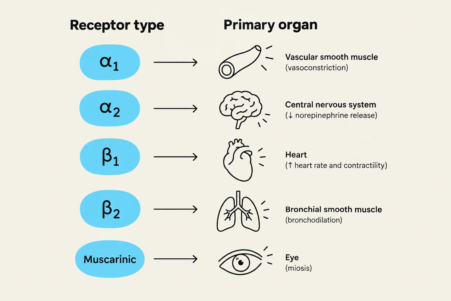 This diagram illustrates various receptor types and their corresponding primary organs, along with their physiological effects.