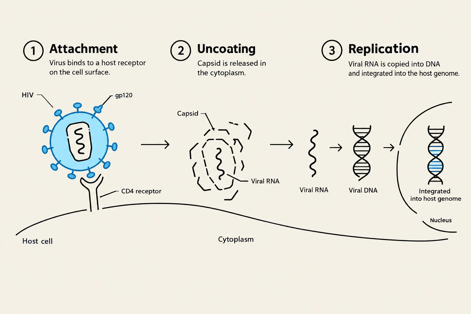 Diagram illustrating the three main stages of HIV replication: attachment to a host cell, uncoating of the capsid to release viral RNA, and replication of viral RNA into DNA which is then integrated into the host genome.