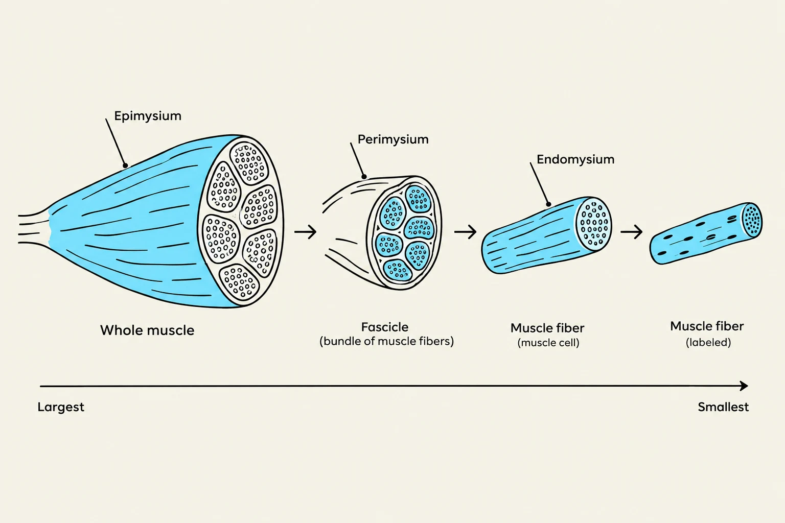 Diagram illustrating the hierarchical structure of a whole muscle, from the largest epimysium to the smallest muscle fiber, including fascicles and muscle cells.