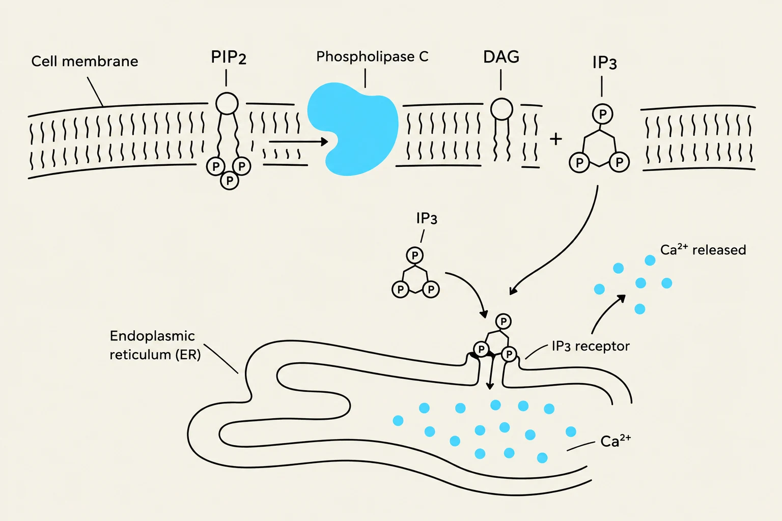 This diagram illustrates the signaling pathway involving PIP2, Phospholipase C, DAG, and IP3, leading to the release of Ca2+ from the Endoplasmic Reticulum (ER) through IP3 receptors.