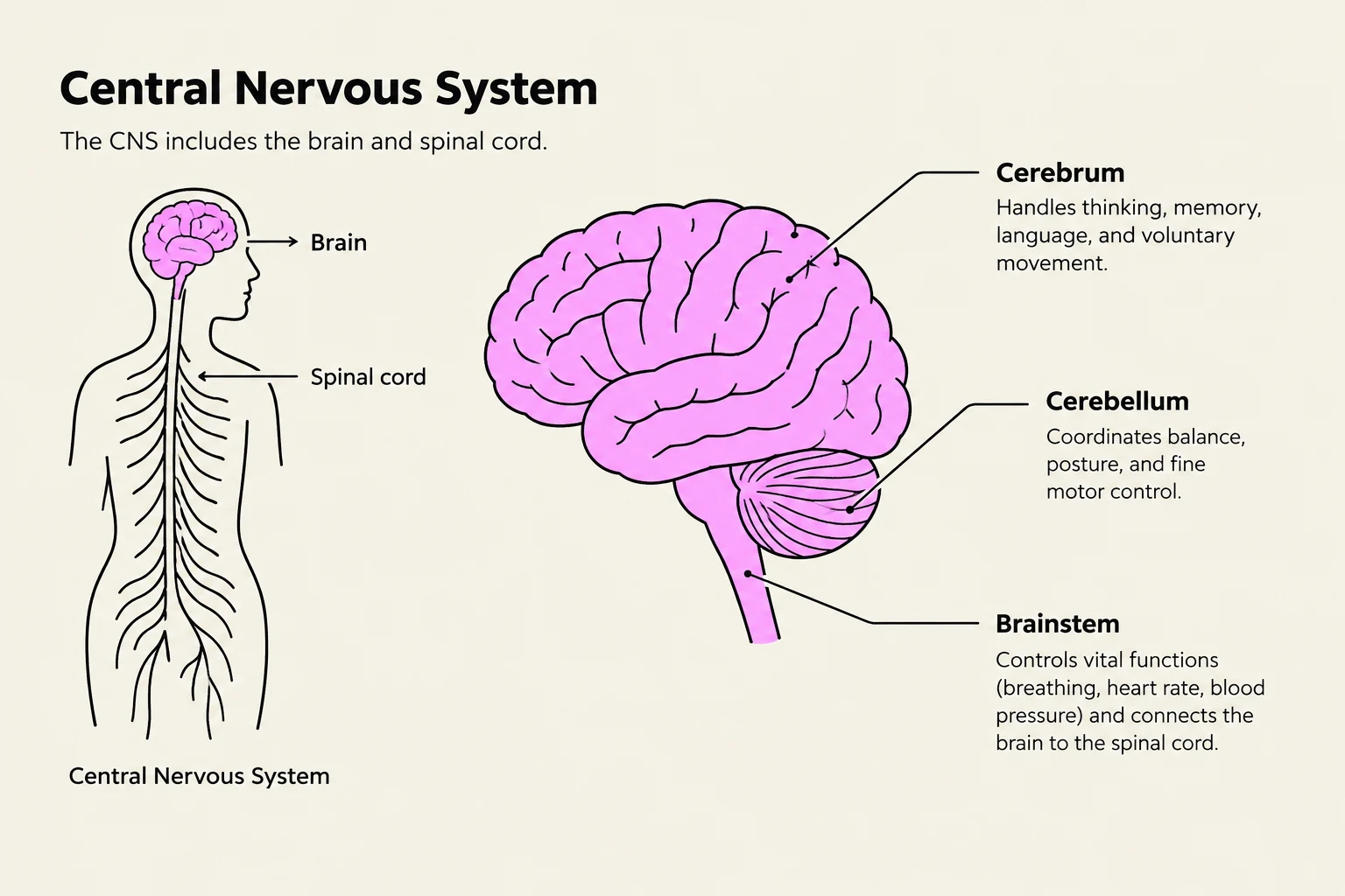 Diagram of the Central Nervous System, illustrating the brain, cerebellum, brainstem, and spinal cord with their respective functions.