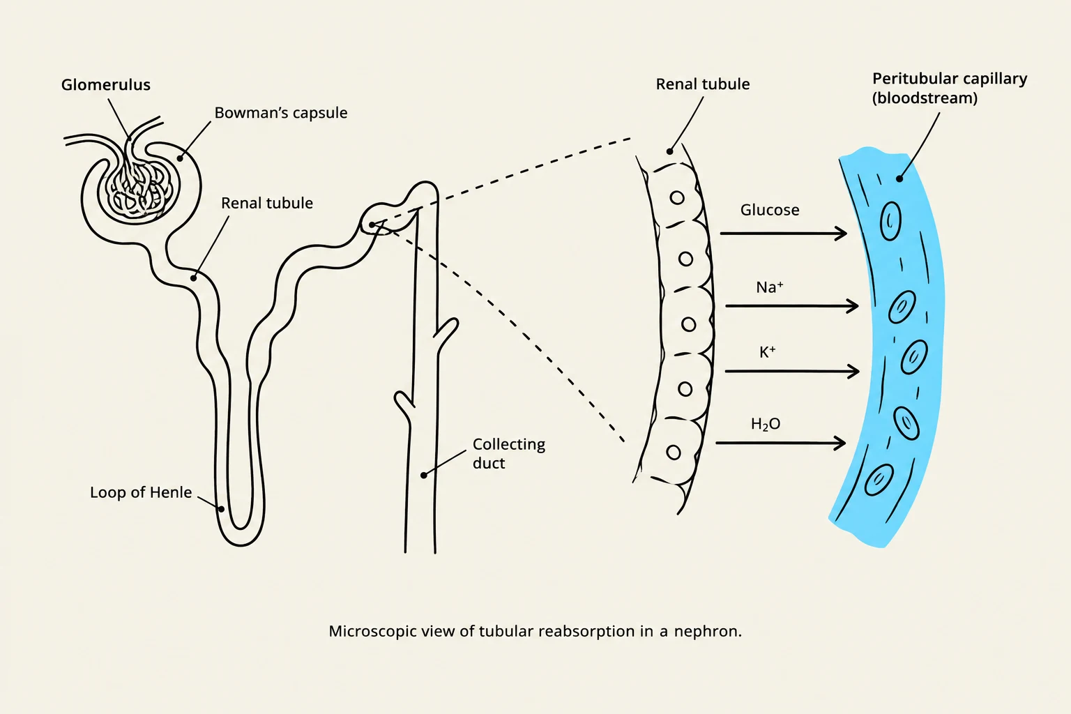 Microscopic view of tubular reabsorption in a nephron.
