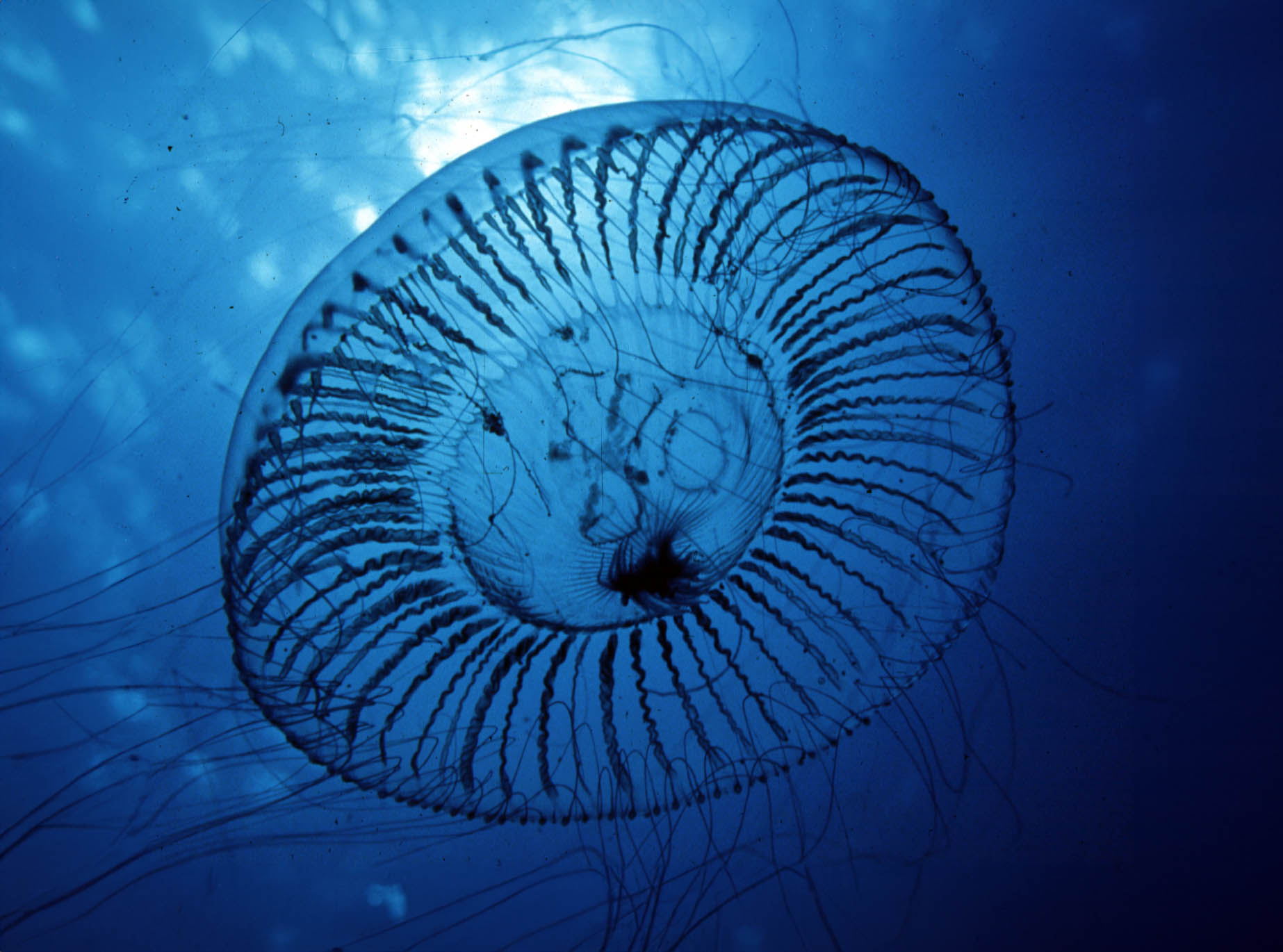 Transgenic Art
