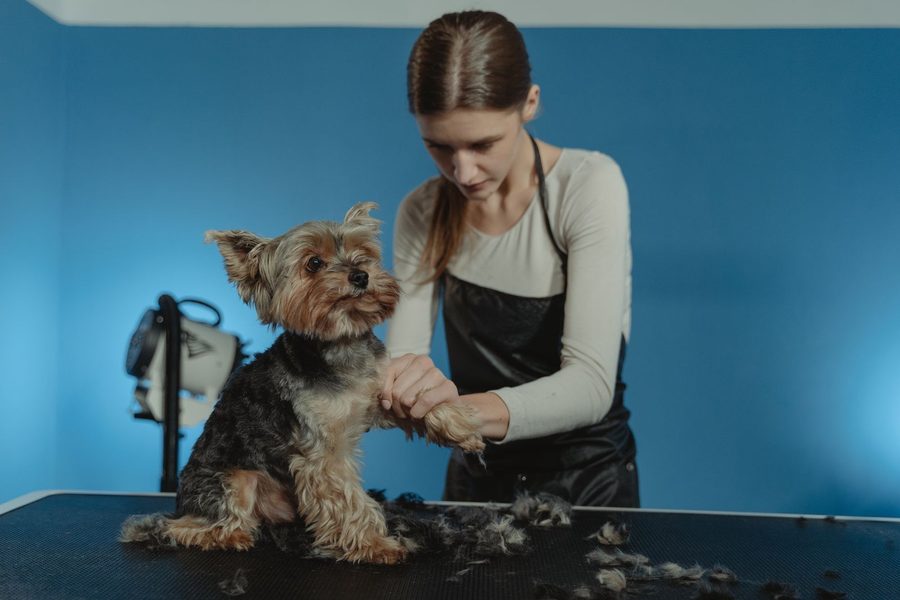 Pet Grooming