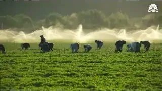 Agricultural workers in a field under irrigation, representing jobs often filled by immigrants.