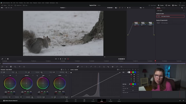 Squirrel footage in DaVinci Resolve after applying Color Space Transform to Rec. 709