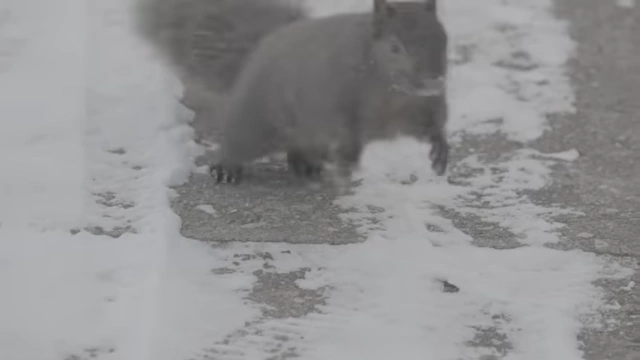 Before and after of squirrel footage color grading in DaVinci Resolve