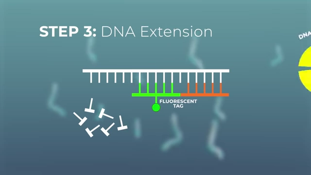 A diagram explaining Step 3: DNA Extension in qPCR, showing primers, nucleotides, and a fluorescent tag.