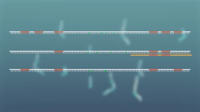 Extended microRNA sequences with site-specific adaptations for PCR detection.