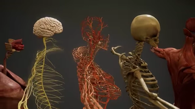 Illustration of various body systems.