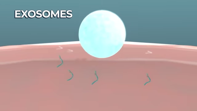 Exosomes, tiny packages containing microRNAs, being released by cells.