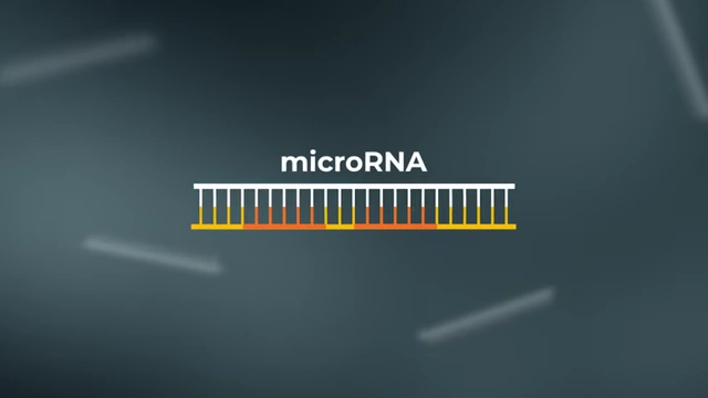 A diagram illustrating the short length of a microRNA molecule (20 base pairs).