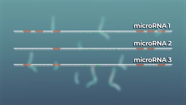 Three microRNA sequences before extension, showing their homologous nature.