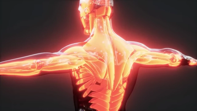 A heatmap of the human body, indicating cancer localization.