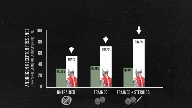 A bar graph illustrates the higher androgen receptor presence in traps compared to other muscles, particularly when trained or trained with steroids.
