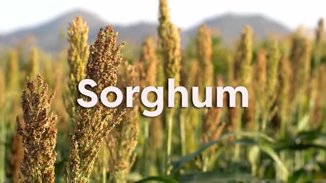 A field of sorghum plants is shown under a sunny sky.