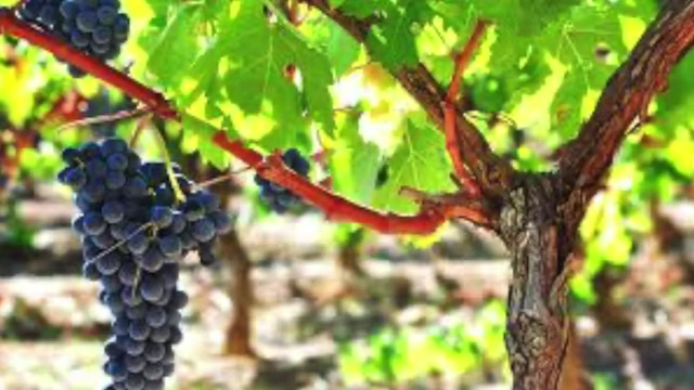 A close-up of dark grapes hanging from a vine branch, illustrating the "branches" and "fruit."
