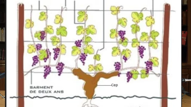 A diagram illustrating the components of a grapevine, including the trunk (cep) and fruit-bearing branches (sarments).