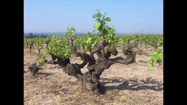 A gnarled grapevine (cep) in a vineyard.