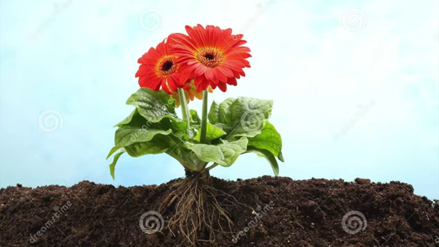 A healthy red flower with its roots firmly planted in the soil, symbolizing connection to a life-giving source.