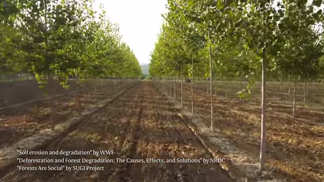 A monocrop tree farm