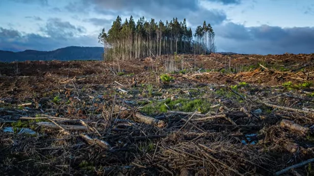 A large deforested area