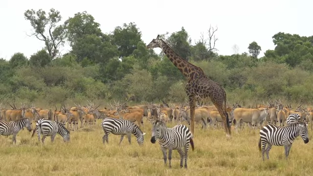 A herd of giraffes, zebras, and antelopes in a savanna
