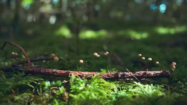 Small mushrooms growing on a log in a forest