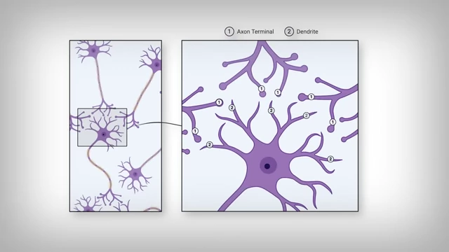 뉴런의 수상돌기(Dendrite)와 축삭 말단(Axon Terminal) 구조