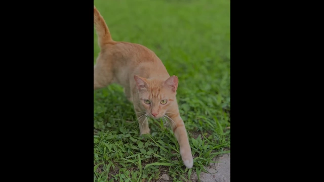 A 2x portrait shot of a cat on green grass, showcasing good bokeh effect and detail.