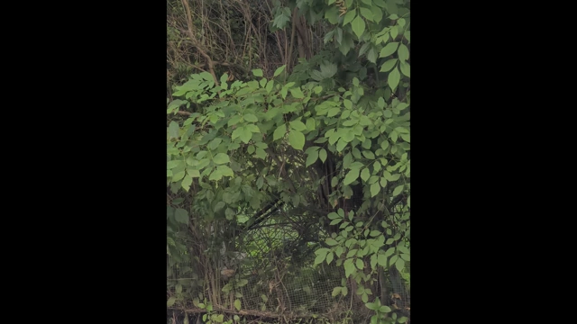 A 10x zoom shot into dense green foliage, demonstrating clarity at high magnification.